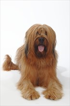 Briard