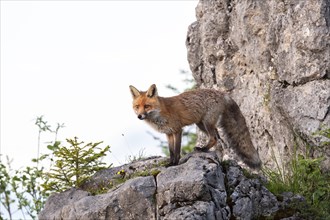 Red fox (Vulpes vulpes) stands on rocks