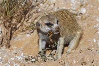 Meerkat (Suricata suricatta)
