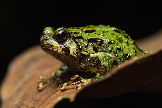 A frog (Scaphiophryne marmorata) in the rainforests of Andasibe