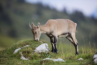 Alpine Ibex (Capra ibex) feeding