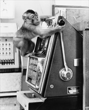 Monkey operates slot machines