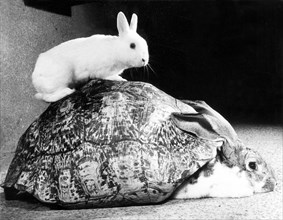 Rabbits playing with a turtle shell