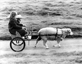 A sheep pulling cart with children