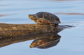 Eastern Painted Turtle (Chrysemys picta picta) sunbathing at a pond