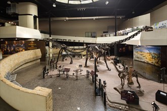 Eintrance hall with skeletons of dinosaurs