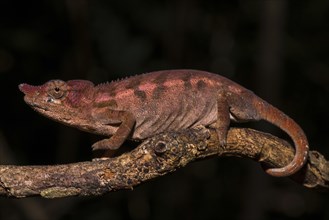 Rhinoceros chameleon (Furcifer rhinoceratus)