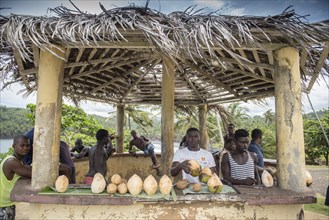 Young men sell fresh coconuts at a kiosk