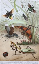 Historical image of various insects