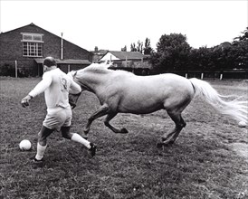 Horse and man at football
