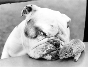 Dog and rodent