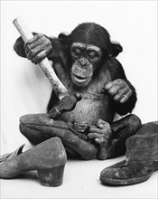 Chimpanzee repairs shoes