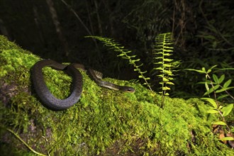 Forest Water Snake (Thamnosophis infrasignatus) crawls on moss