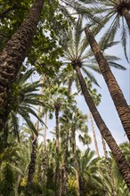 Tropical vegetation with palm trees