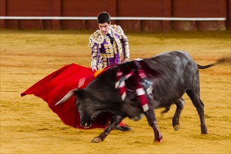Racing bull with Matador