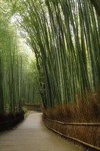 Path through Arashiyama bamboo forest