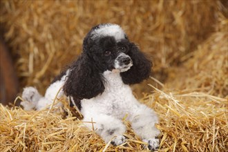 Toy Poodle