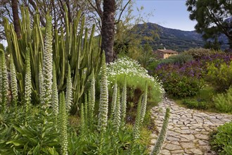 Tower of jewels (Echium simplex)