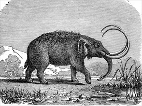 Mastodon