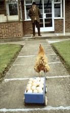 Chicken pulls egg cart