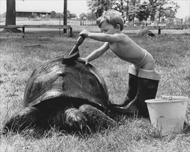 Boy washes turtle