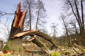 Windthrow of an oak