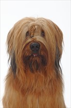 Briard