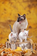 Siamese cats old type