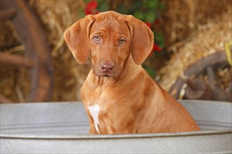 Rhodesian Rigdeback