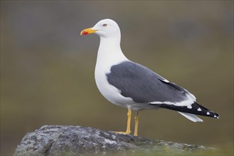 Lesser Black-backed Gull (Larus fuscus graellsii)