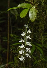 Orchid in the rainforest of Ranomafana