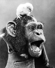 Chick on the head of a screeching chimpanzee