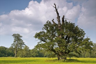 650 years old English oak (Quercus robur) in summer