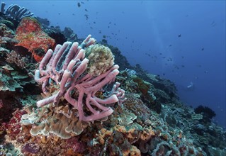 Tube sponge (Haliclona Fascigera) with feather star