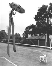 Man on stilts with dog