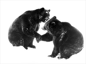 Two brown bears give each other the paws for salutation