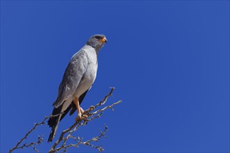 Pale chanting goshawk (Melierax canorus)