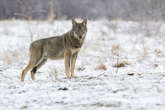 Eurasian Wolf (Canis lupus lupus) attentive on a clearing in winter