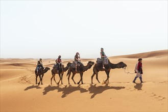 Caravan with dromedaries (Camelus dromedarius)