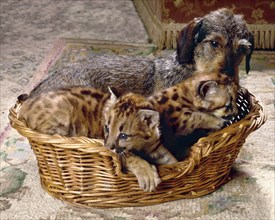 Dachshund and small feline predators in basket