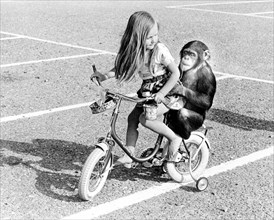 Chimpanzee and girl riding a bicycle