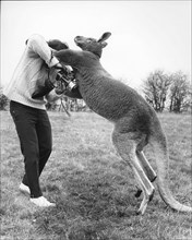 Man boxing with kangaroo