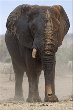 Wet African bush elephant (Loxodonta africana)