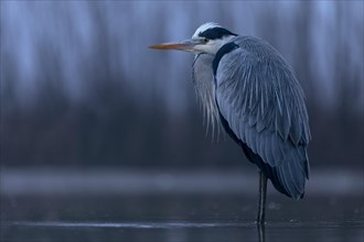 Grey heron or (Ardea cinerea) at dawn