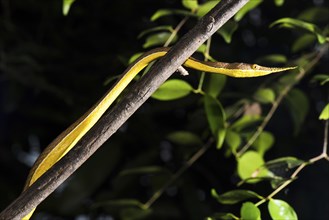Madagascar Madagascar leaf-nosed snake (Langaha madagascariensis)