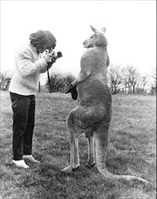 Woman photographing Kangaroo