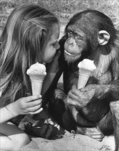 Chimpanzees and girls eat ice cream