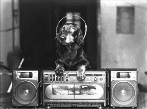 Dachshund with headphones and stereo
