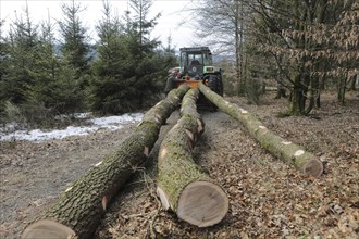 Forestry workers hang logs on tractors