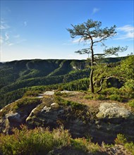 Pine on sandstone rocks at Kleiner Winterberg